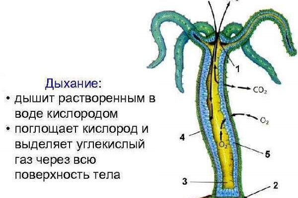Как зайти в кракен